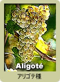 aligote.jpg